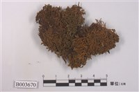 藏品(金髮苔科)的圖片